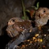 Gvacaro jeskynni - Steatornis caripensis - Oilbird o6844